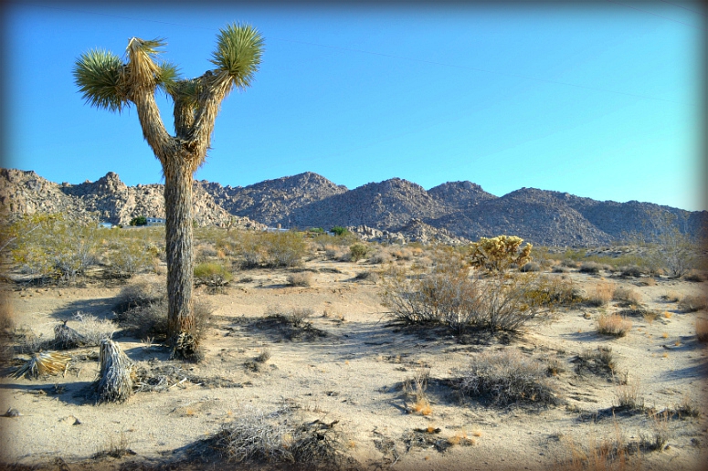 Joshua Tree Land for Residential Building